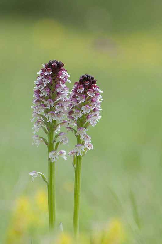 59-Orchis brulée.jpg