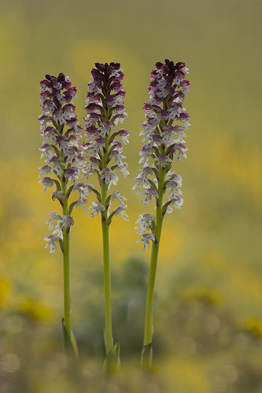 60-Orchis brulée.jpg