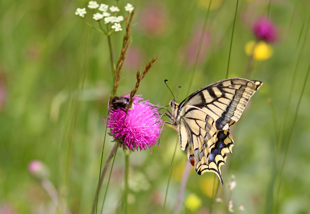 machaon_modifié-1.jpg