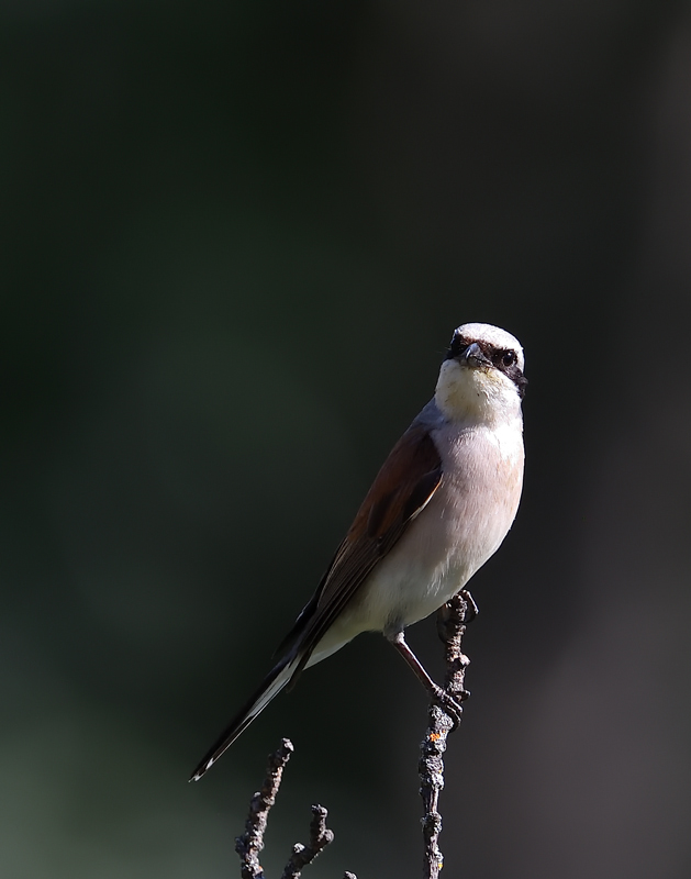 DS5_2141.jpg
