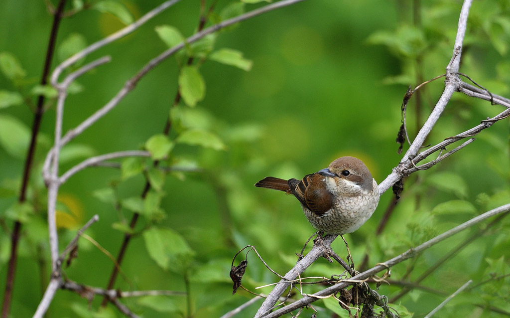 DSC_1264.jpg