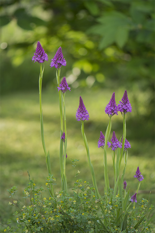61-Anacamptis pyramidale (1).jpg