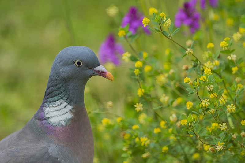 62-A pyramidale et pigeon ramier.jpg