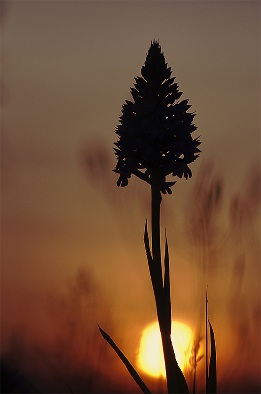 63-A pyramidale et soleil couchant.jpg