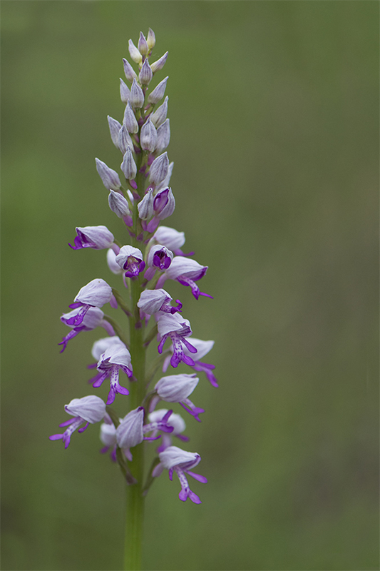 65-Orchis militaire.jpg