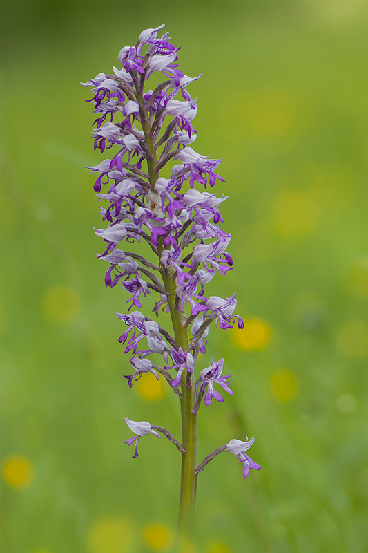 66-Orchis militaire.jpg