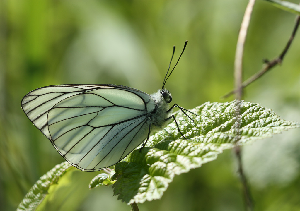 Papillon Le gazé ou La piéride de l'Aubépine.jpg