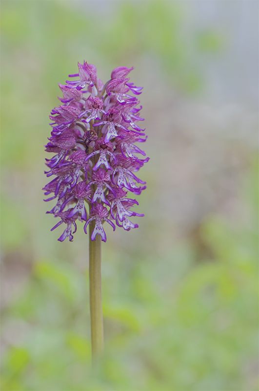 67-Orchis militaire hybryde O pourpre.jpg