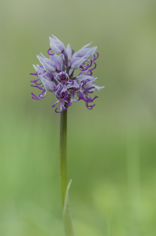 68-Orchis singe.jpg