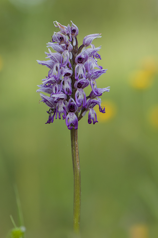 69-Orchis singe.jpg