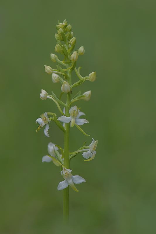 70-Plantanthère à deux feuilles.jpg