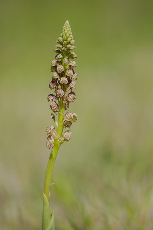 71-Orchis homme pendu.jpg