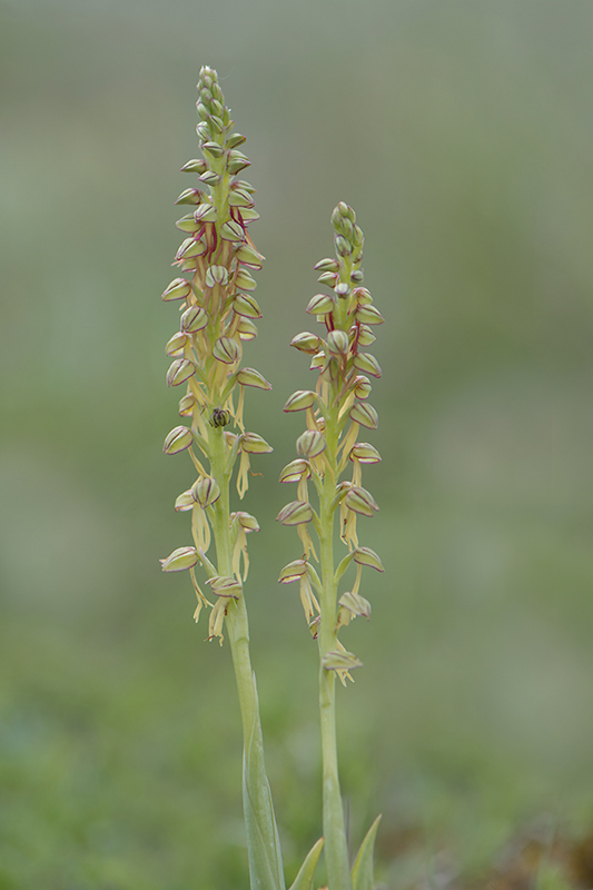 72-Orchis homme pendu.jpg