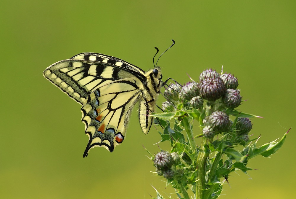 Machaon.JPG