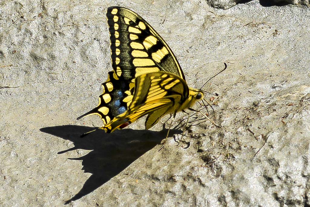 Machaon.JPG