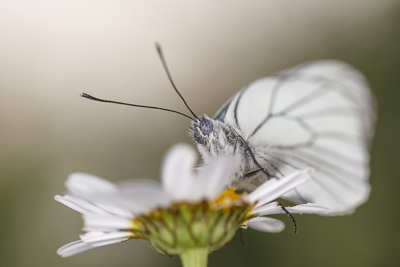 papillon1-14.jpg
