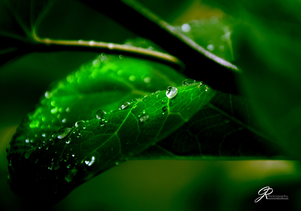 DSC_0507BD.jpg