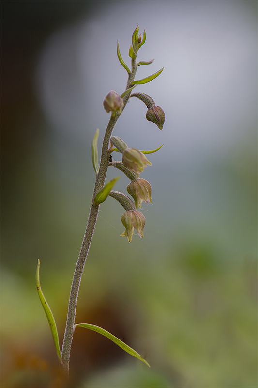 78-Epipactis à petites feuilles.jpg