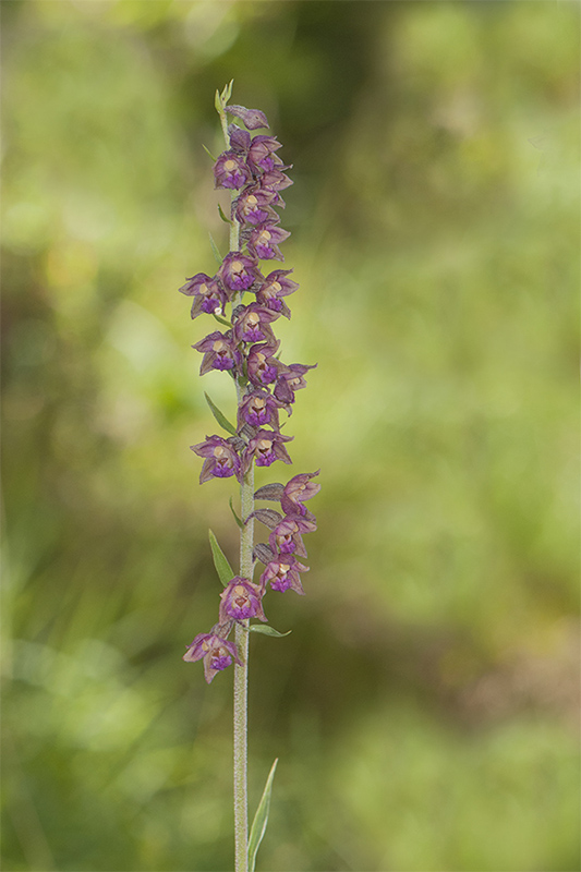 79-Epipactis rouge sombre.jpg