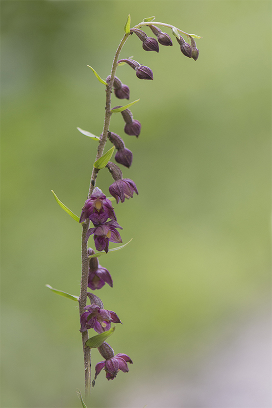 80-Epipactis rouge sombre.jpg