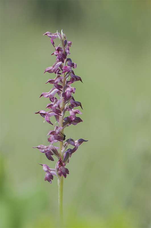 81-Orchis parfumé.jpg