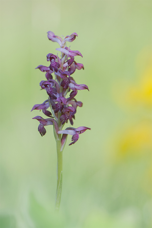 82-Orchis parfumé.jpg