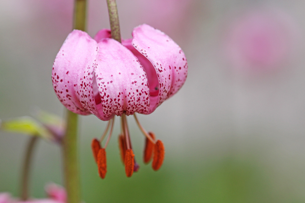 f lis martagon ( fleurs des alpes).jpg