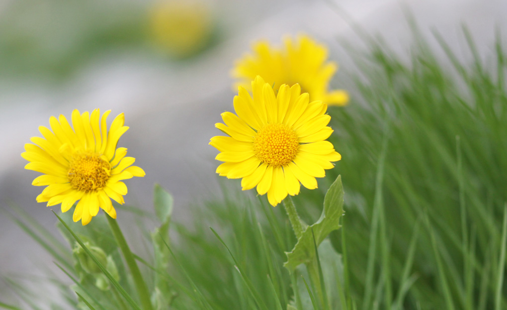 f arnica_modifié-1.jpg