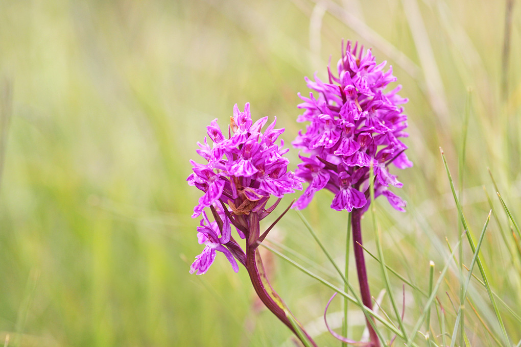 f orchis male.jpg