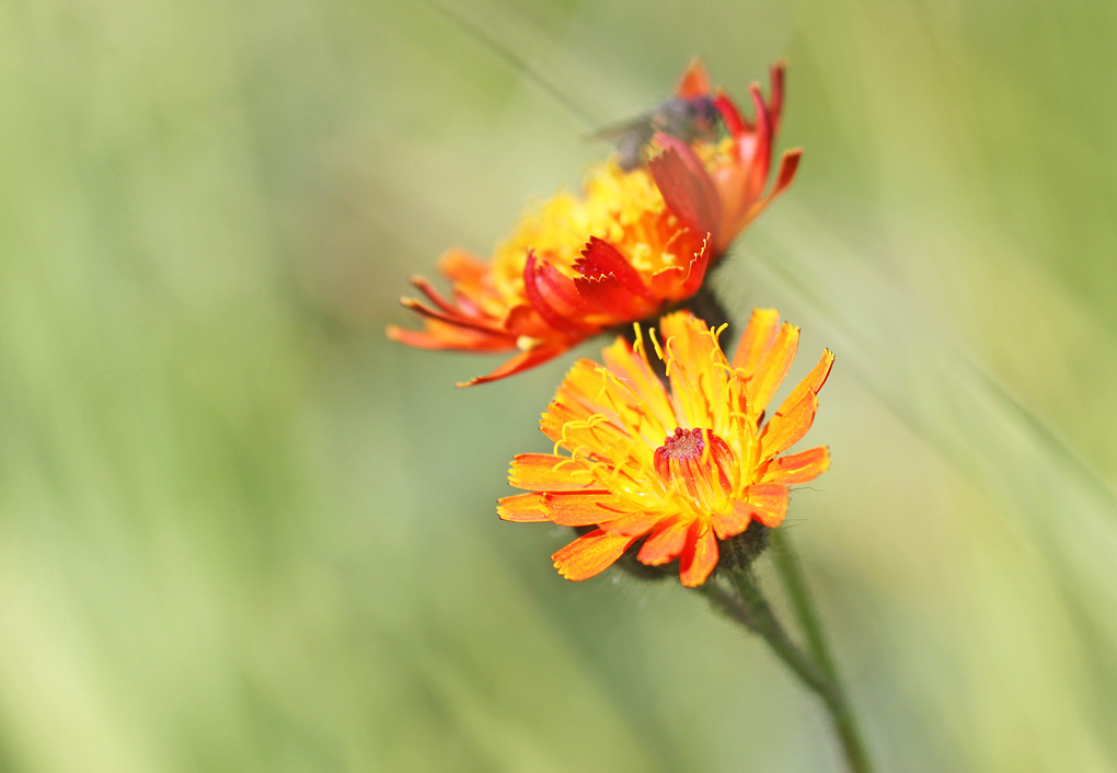fleur orange_modifié-1.jpg