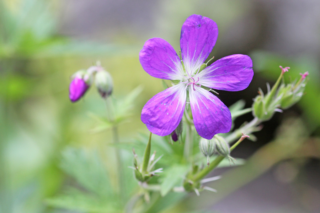 fleurs bleu_modifié-1.jpg