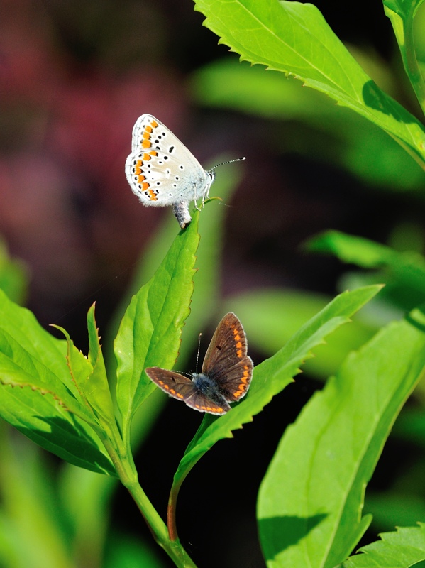 Papillon_201504.jpg