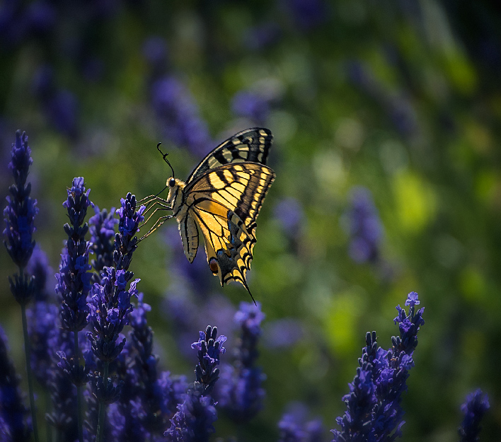 1-machaon.jpg