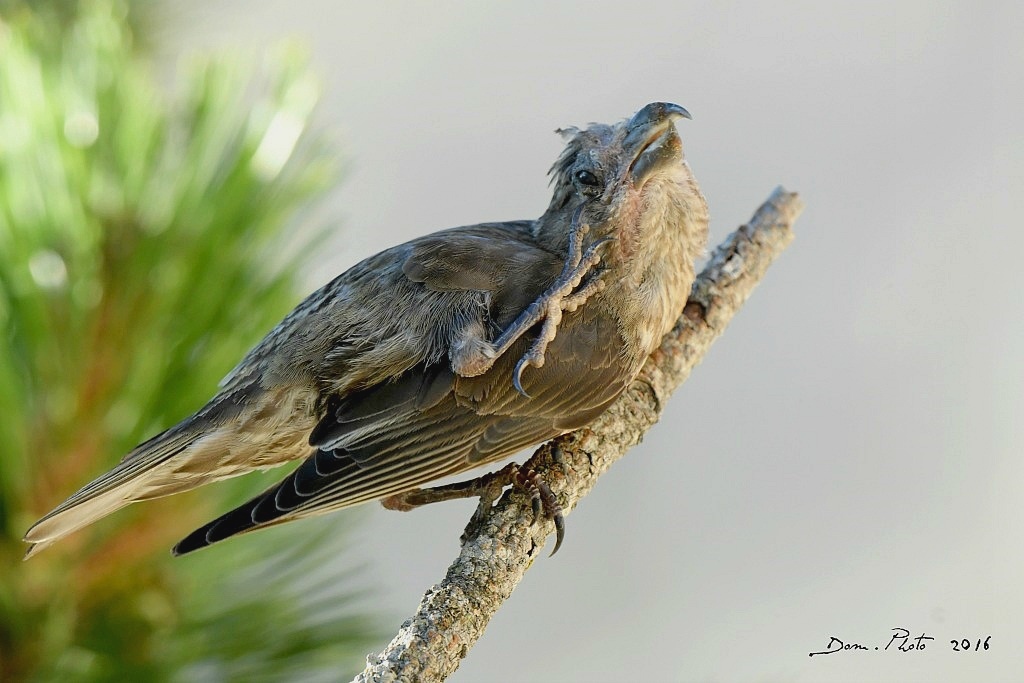 DSC_7385 IN.jpg
