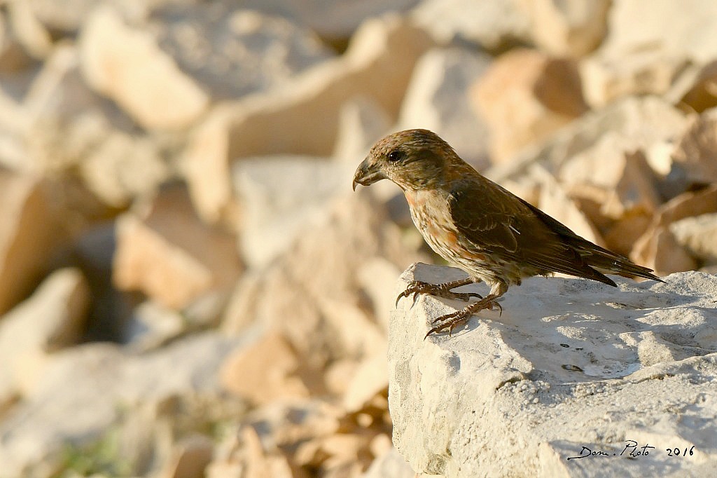 DSC_7284 IN.jpg