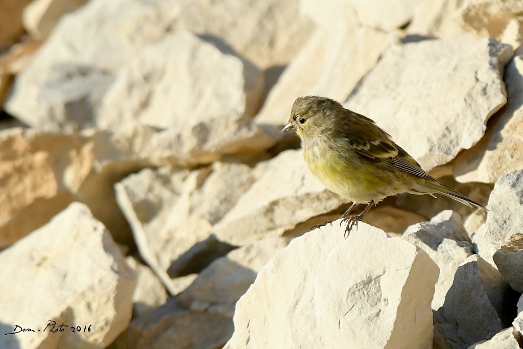 DSC_7308 IN.jpg