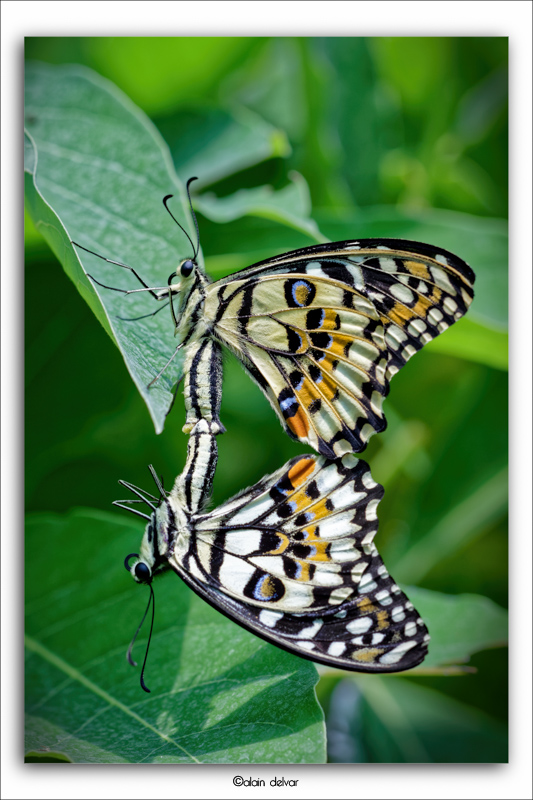 Papilio demoleus.jpg
