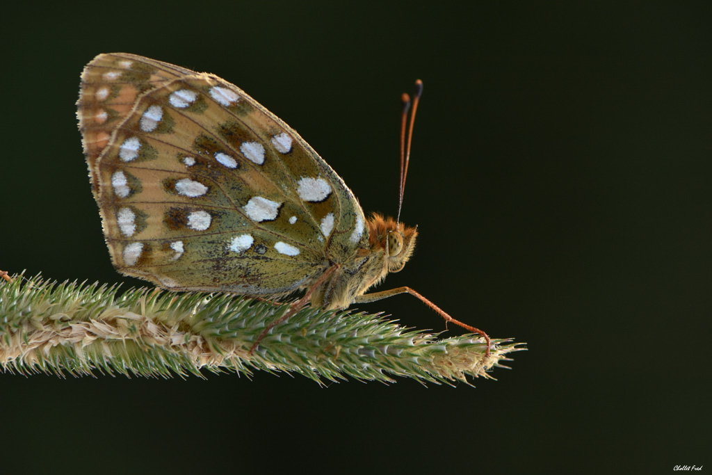 DSC_3803-1-2.jpg