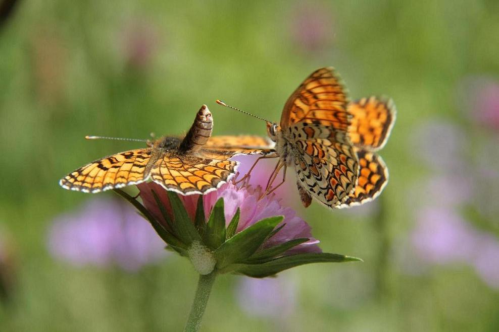 PAPILLON2.jpg