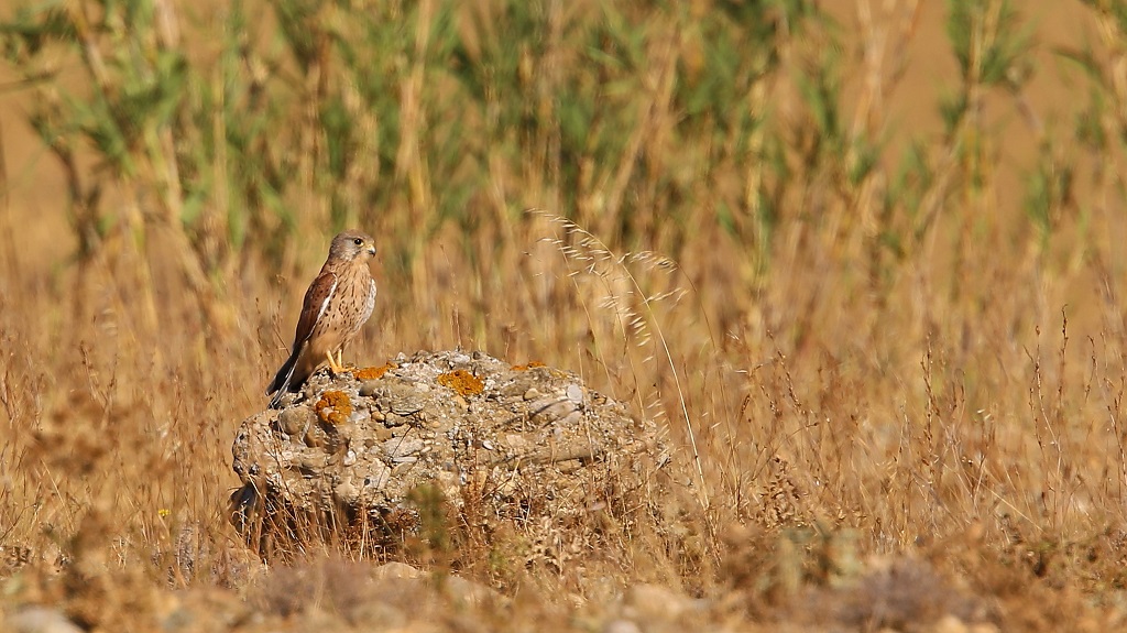 55 Faucon crécerelle.jpg