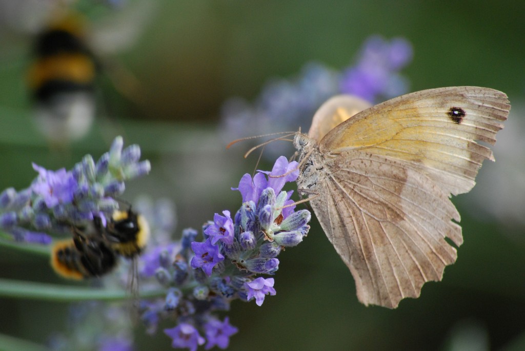Papillon 2.JPG