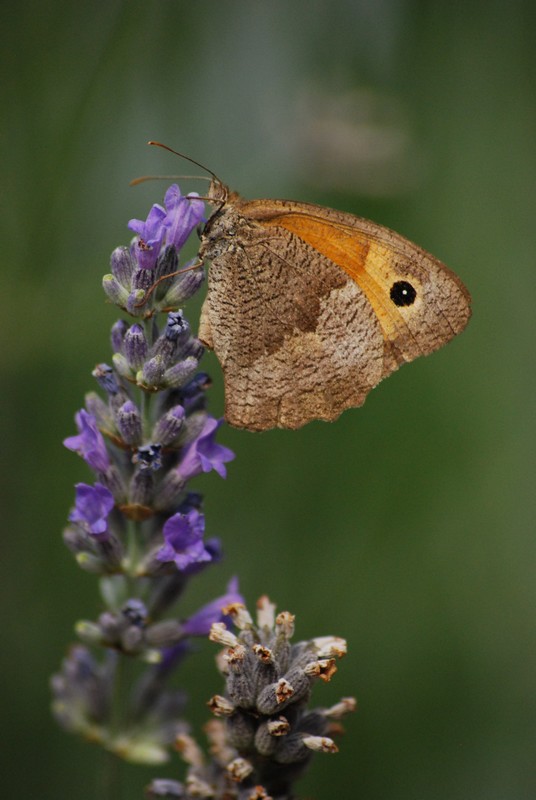 Papillon 3.JPG