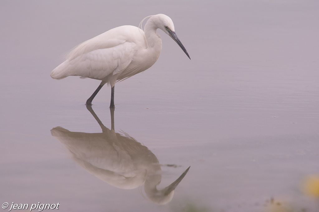 aigrette et son reflet.jpg
