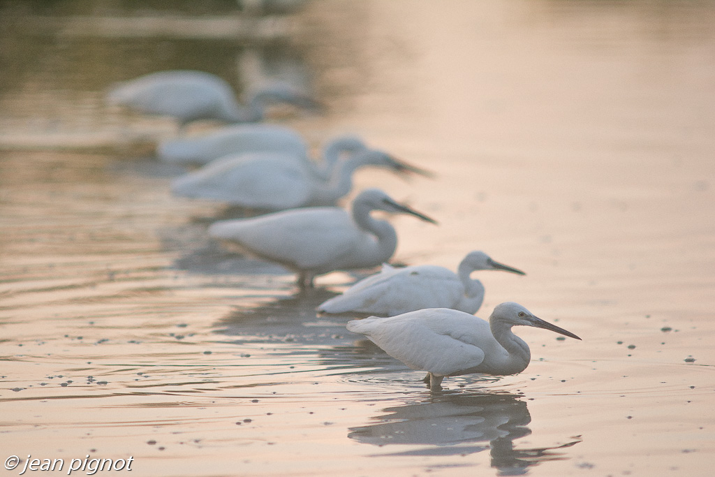 aigrette a l ataque.jpg