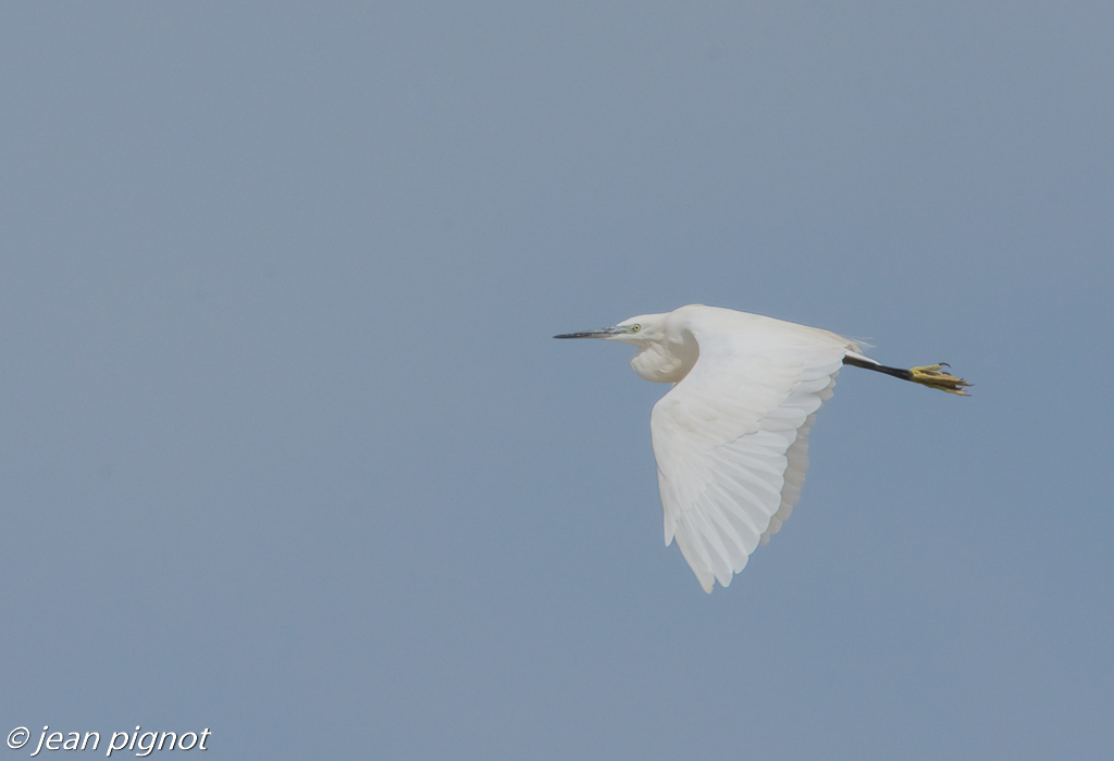 aigrette_.jpg