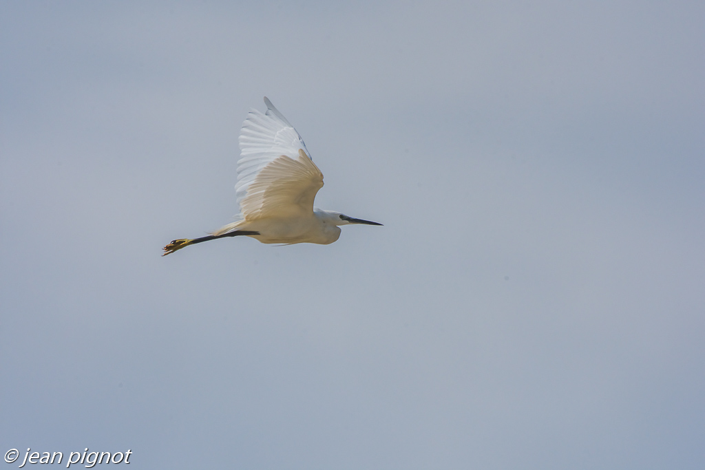 aigrette_-2.jpg