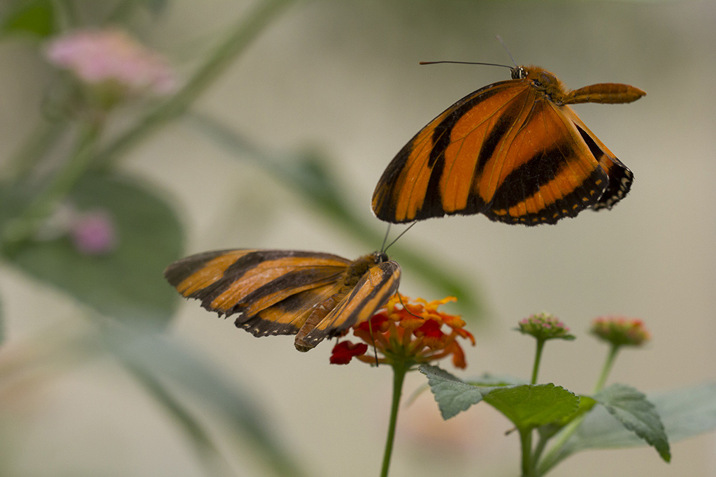 Papillon II-SC 01.jpg