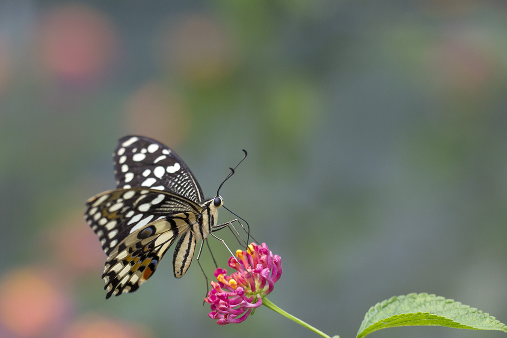 Papillon II -SC 03.jpg