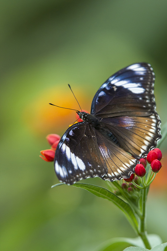 Papillons II-AD 08.jpg