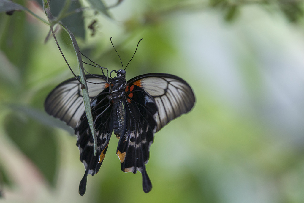 Papillons II-AD 07.jpg